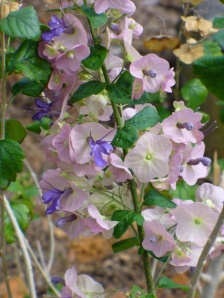 Holmskioldia tettensis